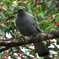 Barred Cuckooshrike